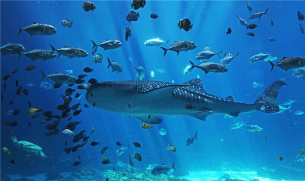 海洋科普体验展馆设计，哪些海洋馆值得去？